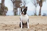 BOSTON TERRIER 394